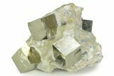 Four Gleaming Pyrite Cubes In Rock - Navajun, Spain #343204-1